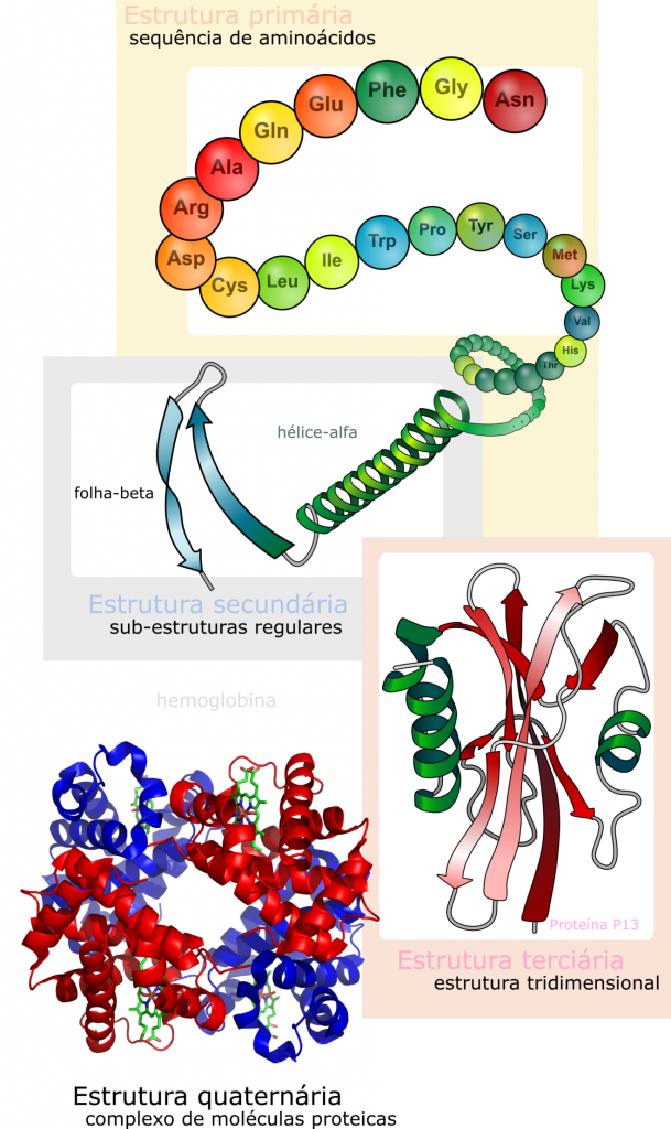 Figura 1. Principais níveis de organização estrutural das proteínas. Esta imagem é um trabalho derivado de: 1. LadyofHats derivative work: Gabby8228 (Main_protein_structure_levels_en.svg) [Public domain], via Wikimedia Commons. *AND* 2. Zephyris at the English language Wikipedia [GFDL (www.gnu.org/copyleft/fdl.html) or CC-BY-SA-3.0 (http://creativecommons.org/licenses/by-sa/3.0/)], via Wikimedia Commons.